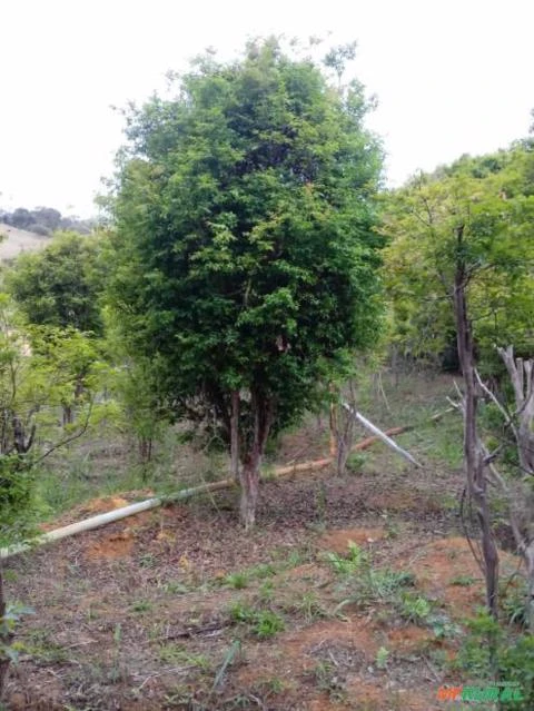 MUDAS DE JABUTICABA