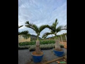 Palmeira Garrafão