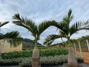 Palmeira Garrafão