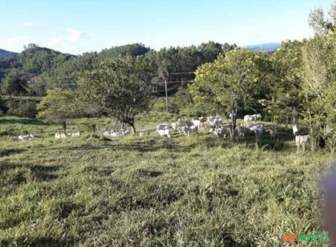 Fazenda com 120 hectares em Bom Jesus do Amparo - MG