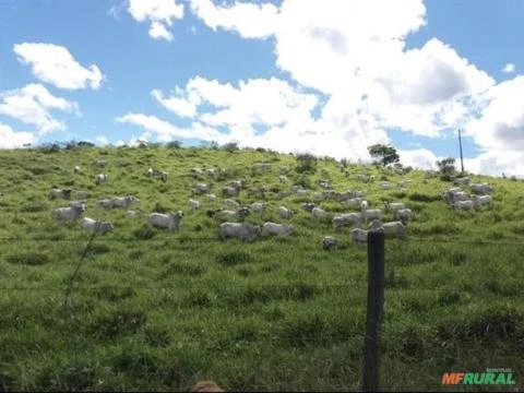 Fazenda com 120 hectares em Bom Jesus do Amparo - MG