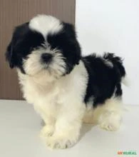 Filhotes de Shih-Tzu