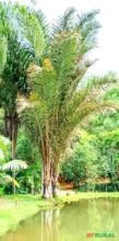 Palmeira rara e exuberante