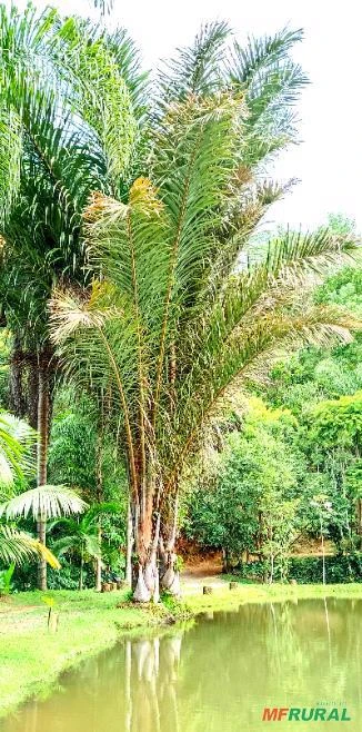Palmeira rara e exuberante