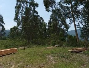 Arrendamento de Terreno rural vocação para pastagem, reflorestamento ou outras atividades