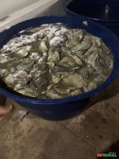 Compro omaso buxinho Imagem Compro omaso buxinho