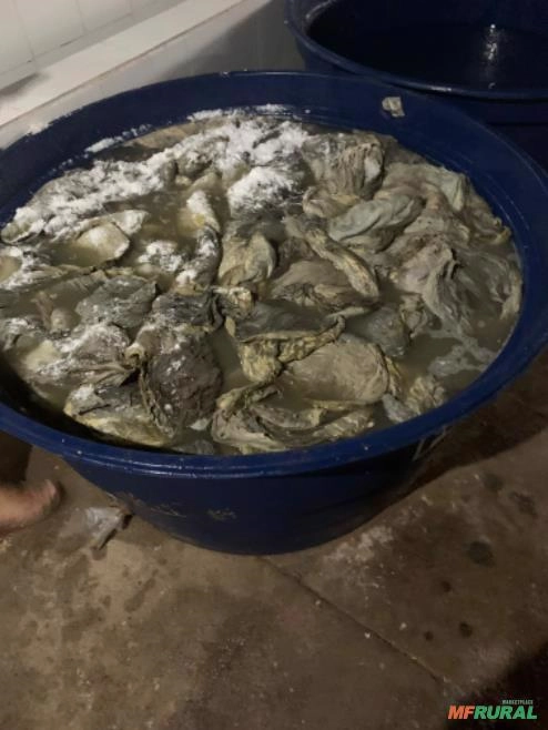 Compro omaso buxinho Imagem Compro omaso buxinho