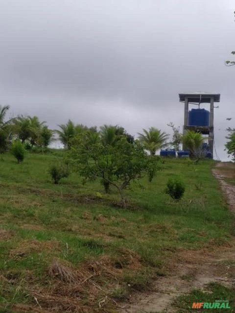 Vendo Sitio no municipio de Itanagra - BA com 12,5 hectares 100% preparado para irrigação