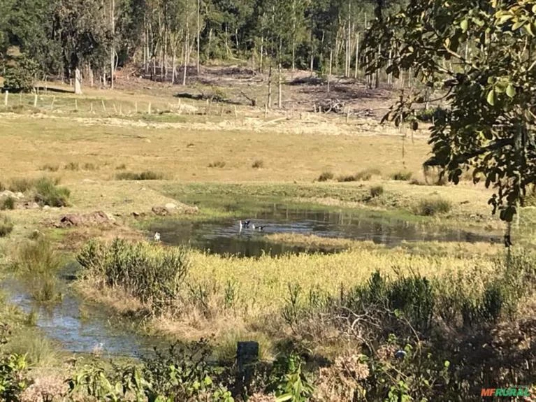 Fazenda com 878,2 Hectares em Lontras / Apiúna - SC - Reflorestamento