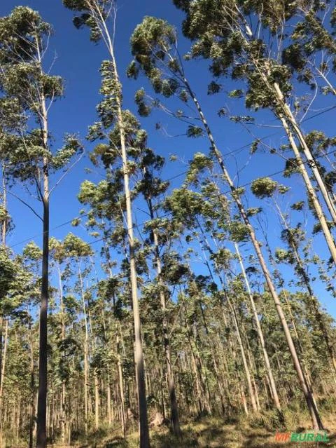 Fazenda com 878,2 Hectares em Lontras / Apiúna - SC - Reflorestamento