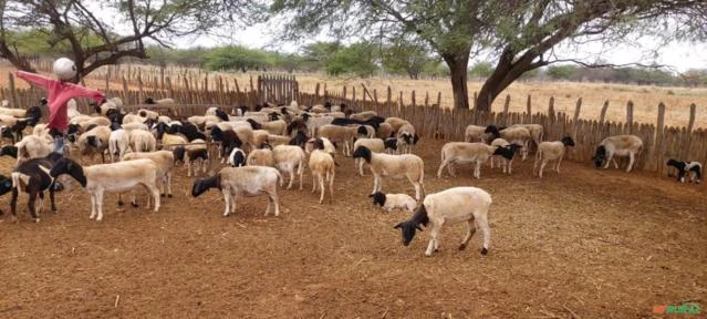 Fazenda de 415,9 Hectares na Região de Campo Formoso - BA