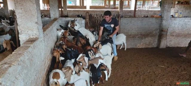 Fazenda de 415,9 Hectares na Região de Campo Formoso - BA