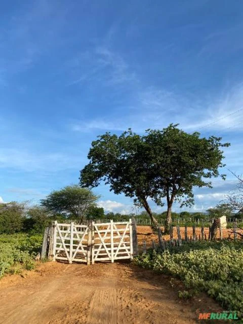 Fazenda de 415,9 Hectares na Região de Campo Formoso - BA