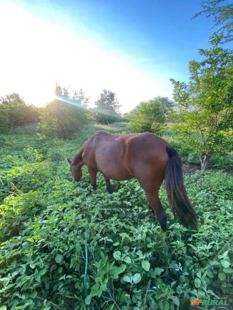 Fazenda de 415,9 Hectares na Região de Campo Formoso - BA