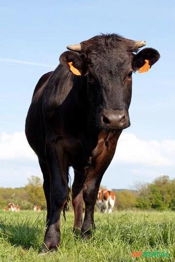 Procuro fazenda ou área de terras para arrendamento