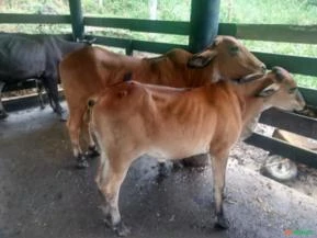 Vendo lote com vacas, bezerros e touro