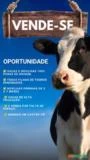 Lote Exclusivo de Vacas e Novilhas Holandesas de Alta Qualidade em Castro-PR