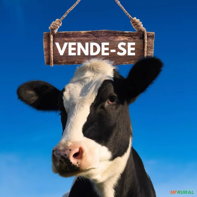 Lote Exclusivo de Vacas e Novilhas Holandesas de Alta Qualidade em Castro-PR