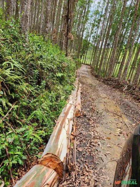 Eucalipto em pé Imagem Eucalipto em pé