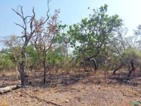 Fazenda 280 hectares em Uruçui - PI