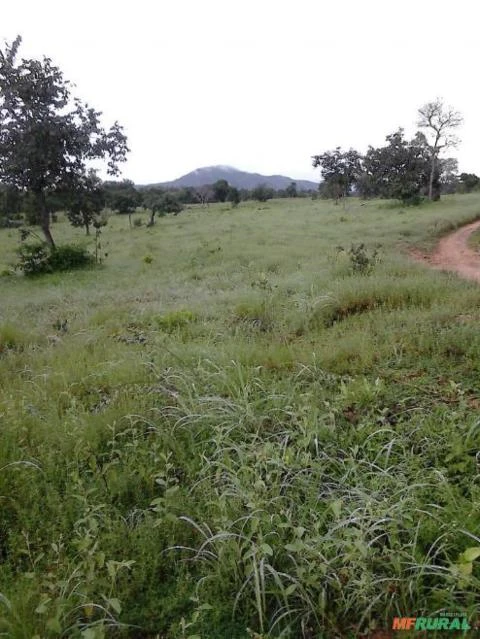 Fazenda Pecuária TO 597 alqueires ( 2.890 hectares )