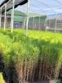 Mudas de Pinus Imagem Mudas de Pinus