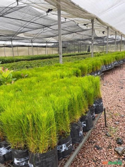 Mudas de Pinus Imagem Mudas de Pinus