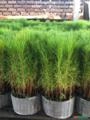 Muda de Pinus Taeda Imagem Muda de Pinus Taeda