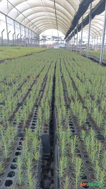 Mudas de Pinus Elliottii Imagem Mudas de Pinus Elliottii