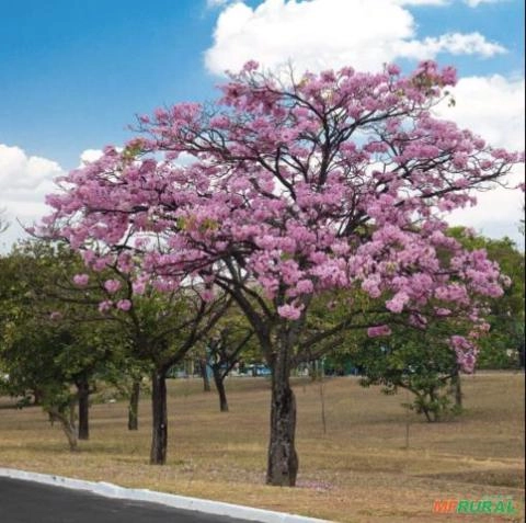Ipê Rosa – Qualidade Profissional Ecolog para Paisagismo e Grandes Projetos Imagem Ipê Rosa – Qualidade Profissional Ecolog para Paisagismo e Grandes Projetos