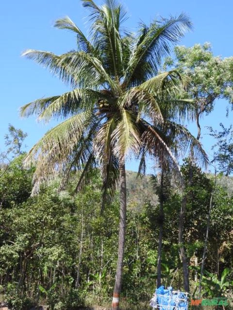 Coqueiro Anão (Cocos nucifera) Imagem Coqueiro Anão (Cocos nucifera)