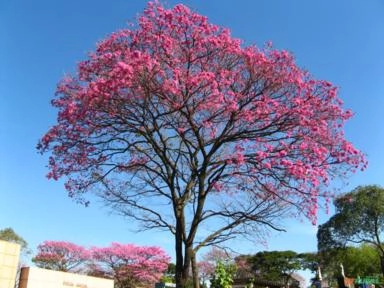 Ipê Roxo (Handroanthus heptaphyllus) Imagem Ipê Roxo (Handroanthus heptaphyllus)