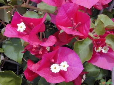 Primavera (Bougainvillea) Imagem Primavera (Bougainvillea)