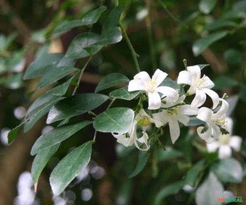 Murta (Murraya paniculata) Imagem Murta (Murraya paniculata)