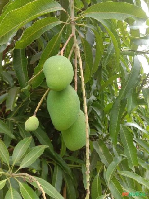 Manga Rosa (Mangifera indica) Imagem Manga Rosa (Mangifera indica)