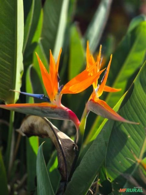 Estrelícia (Strelitzia reginae) Imagem Estrelícia (Strelitzia reginae)