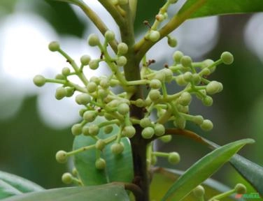 Guanandi (Calophyllum brasiliense) Imagem Guanandi (Calophyllum brasiliense)
