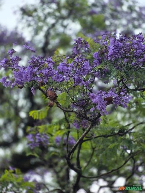 Jacarandá Mimoso (Jacaranda mimosaefolia) Imagem Jacarandá Mimoso (Jacaranda mimosaefolia)
