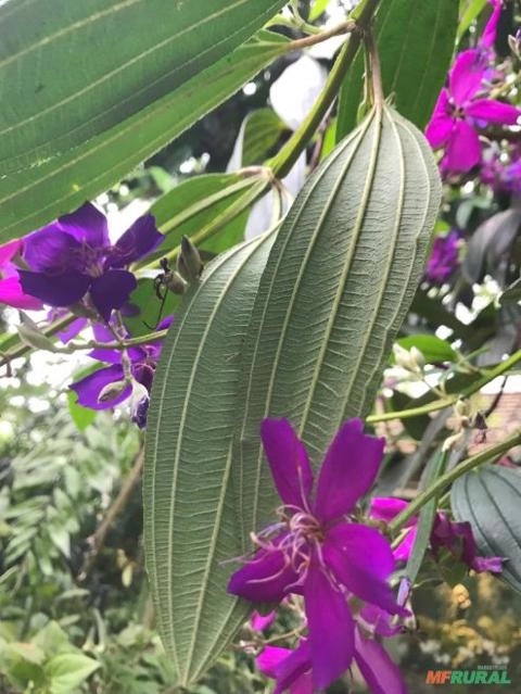 Quaresmeira (Tibouchina granulosa) Imagem Quaresmeira (Tibouchina granulosa)