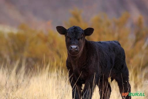 COMPRA PERMANENTE DE GADO - Cruzamento Industrial Imagem COMPRA PERMANENTE DE GADO - Cruzamento Industrial