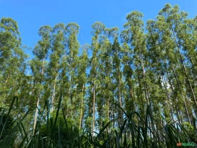 Imagem Inventário Florestal Imagem Inventário Florestal