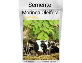 Semente de Moringa Oleifera branca