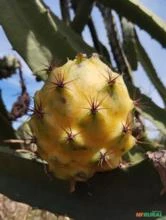 PITAYA AMARELA POLORA DO EQUADOR