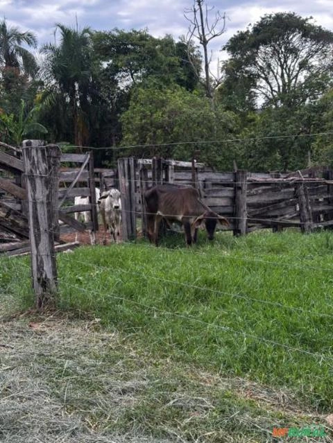 Bezerras Nelore Imagem Bezerras Nelore