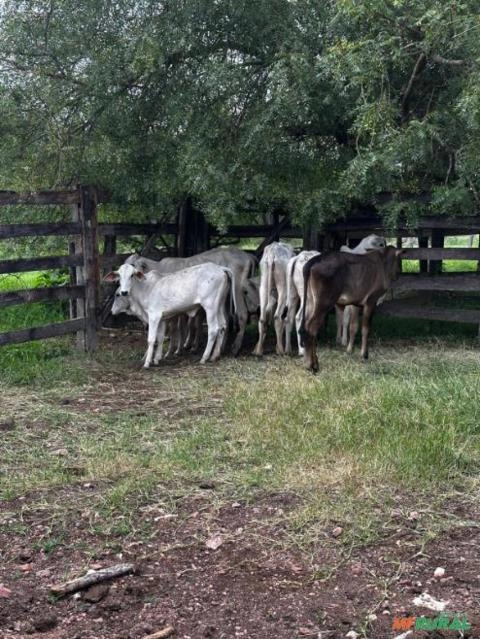 Lote de Bezerras Nelore Imagem Lote de Bezerras Nelore