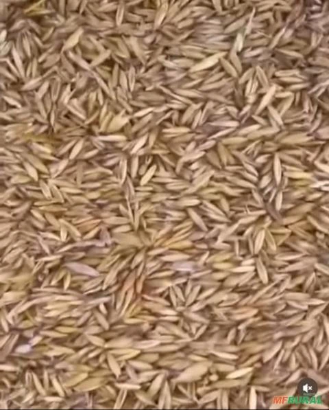 Silagem de milho