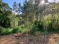 Sitio 38 alqueires Com plantação de pinus