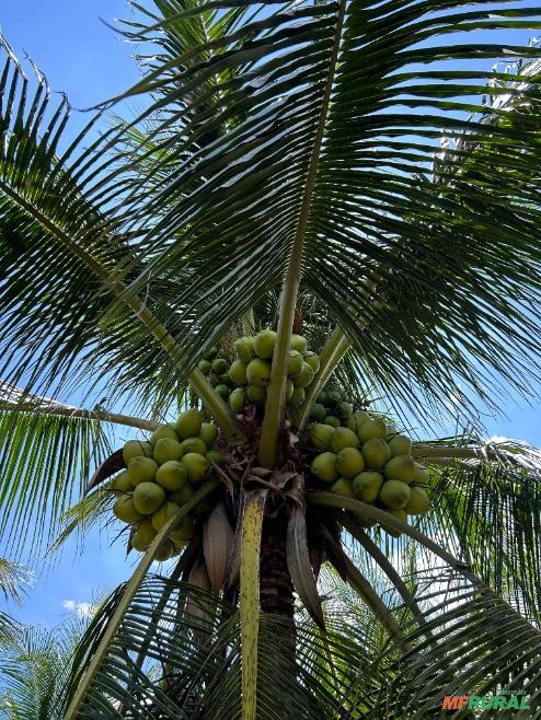 COCO VERDE Imagem COCO VERDE