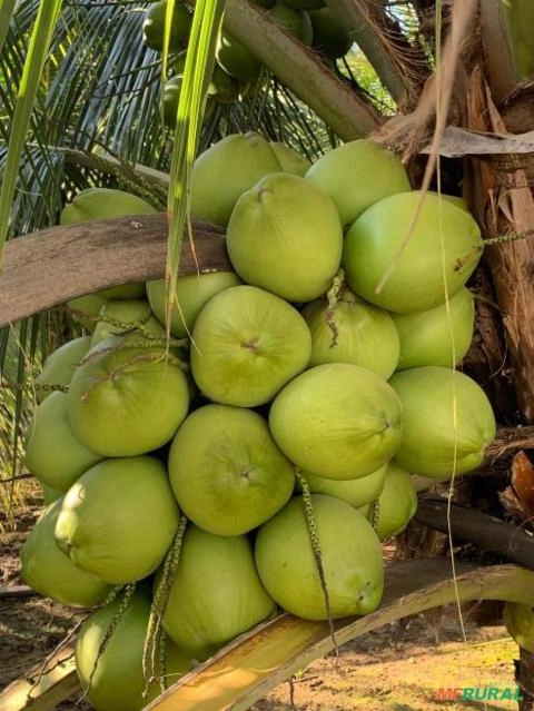 Imagem COCO VERDE Imagem COCO VERDE