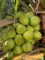 COCO VERDE Imagem COCO VERDE